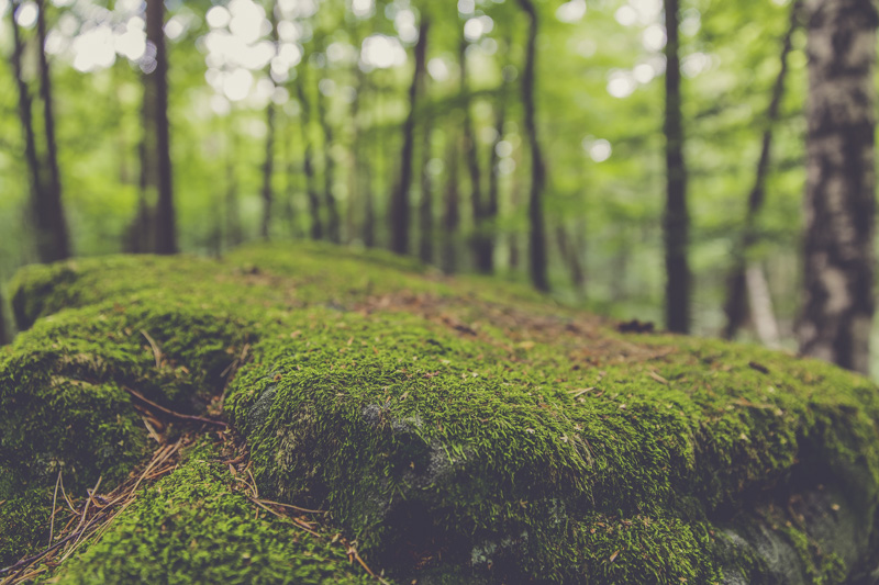 free-stock-photos-raumrot