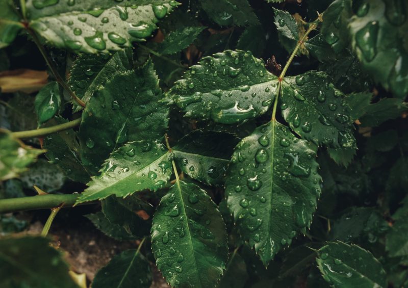 free-stock-photos-tookapic